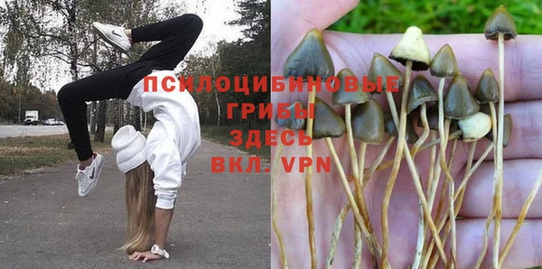 прущие грибы Балахна